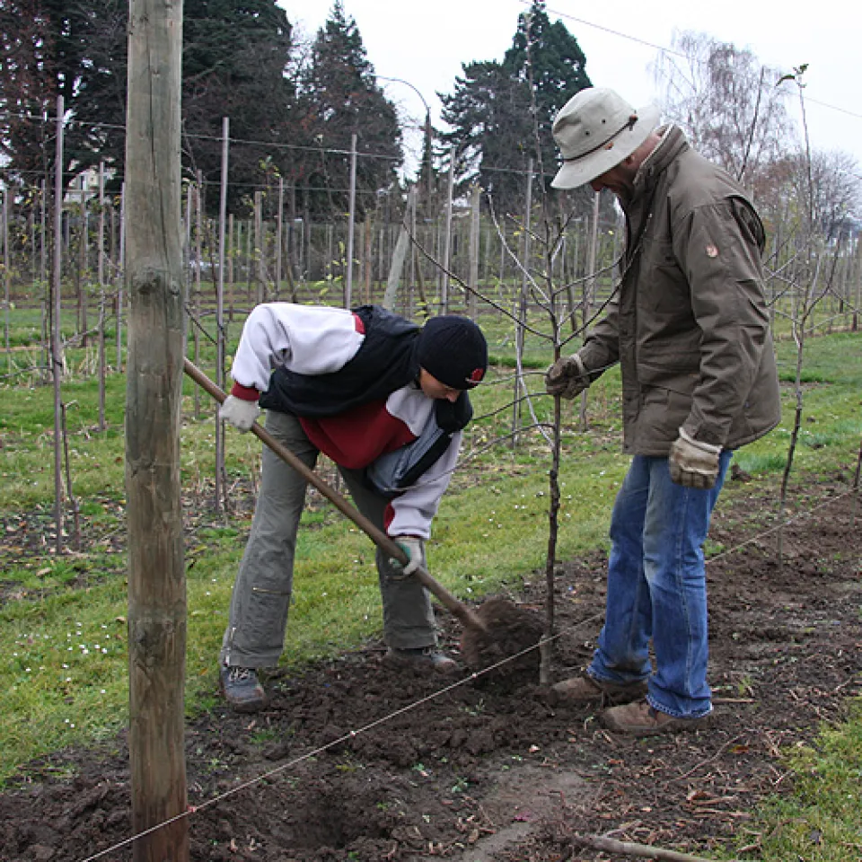 Spätherbst in der Obstanlage 