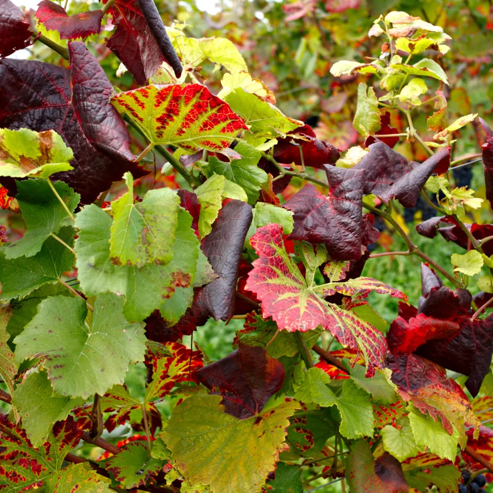 Die Amerikanische Zikade überträgt die Goldgelbe Vergilbung von Rebe zu Rebe