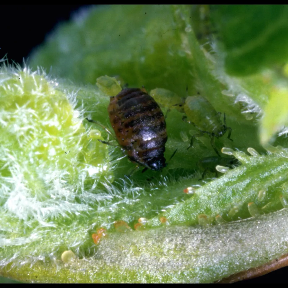 Gesucht: Hauptüberträger des Kartoffelmosaikvirus