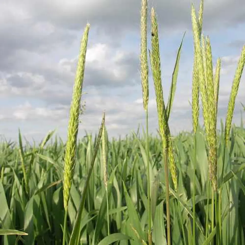 Ackerfuchsschwanz wird zunehmend resistent