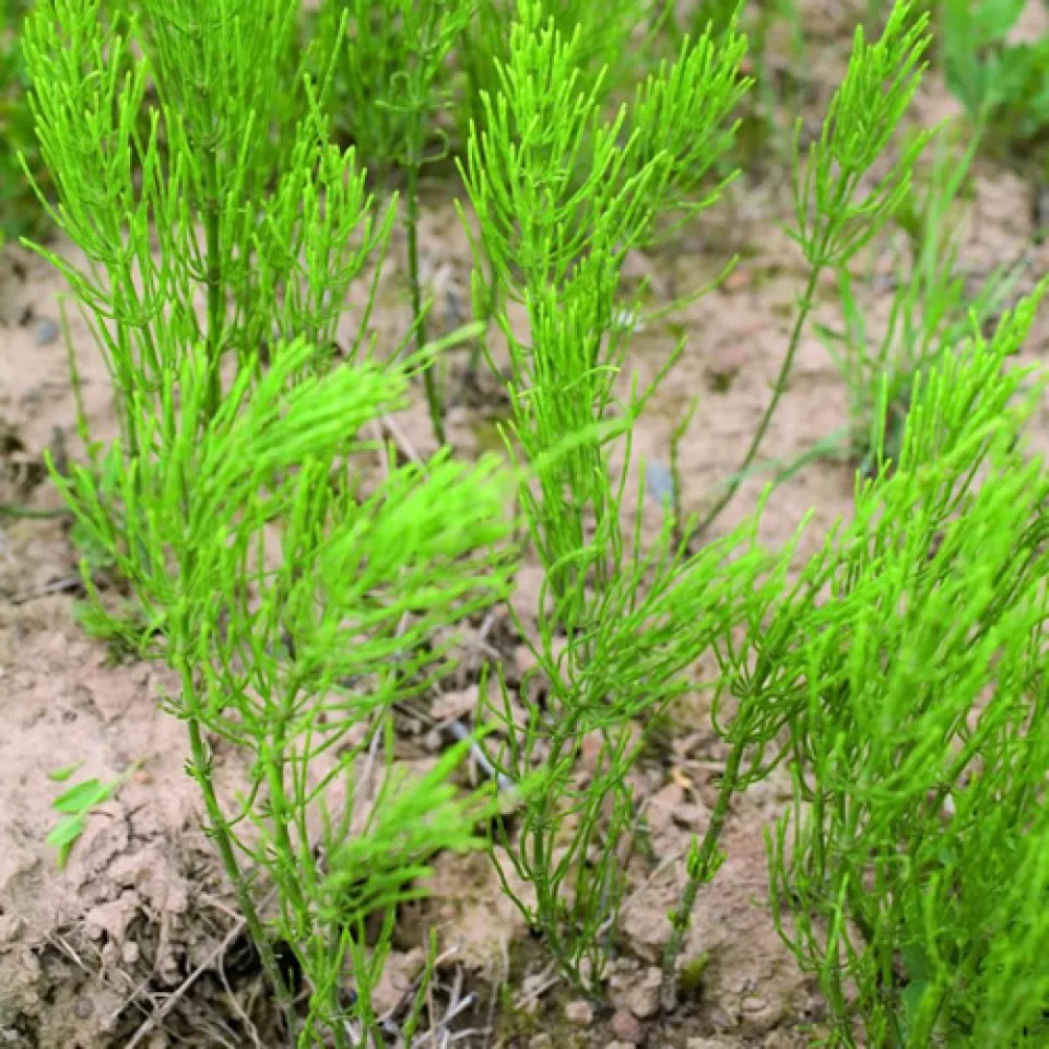 Gift für Wiederkäuer, biologisch wertvoll im Sinne der Artenvielfalt: der Sumpfschachtelhalm 