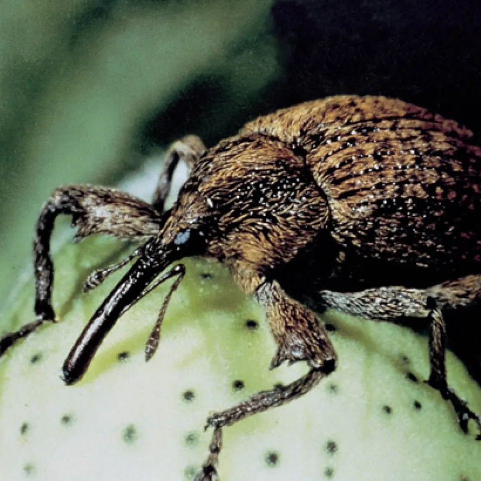 Bt-Baumwolle gegen Baumwollkapselkäfer 