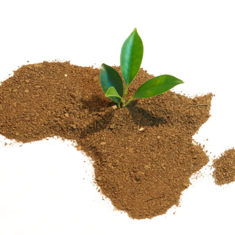 Grüne Gentechnik in Afrika: Aktuelle Lage und Perspektiven