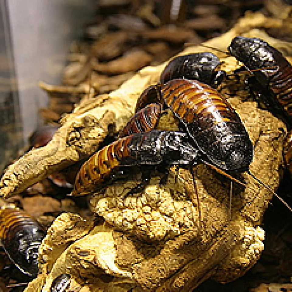 Schaben – die ungeliebten Begleiter der Menschen