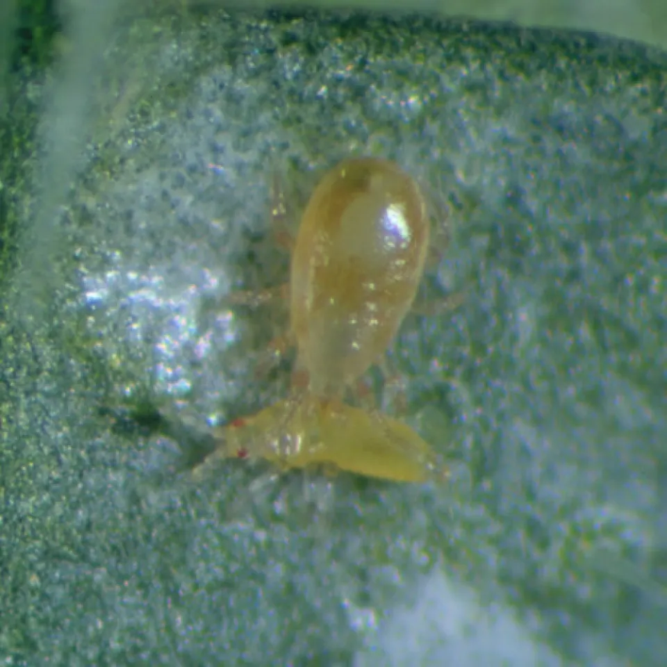 Räuber schützen Obst und Gemüse 