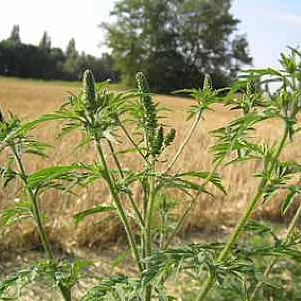 Zahlen, Daten, Fakten 9/06