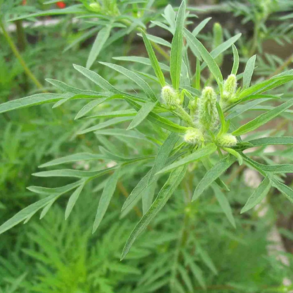 Der Ambrosie ist der Kampf angesagt