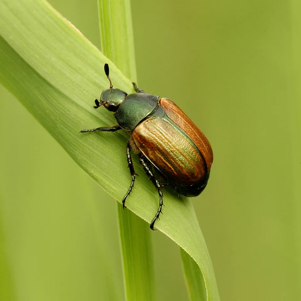 Junikäfer und Julikäfer: Die Namen verraten ihre Hauptflugzeit