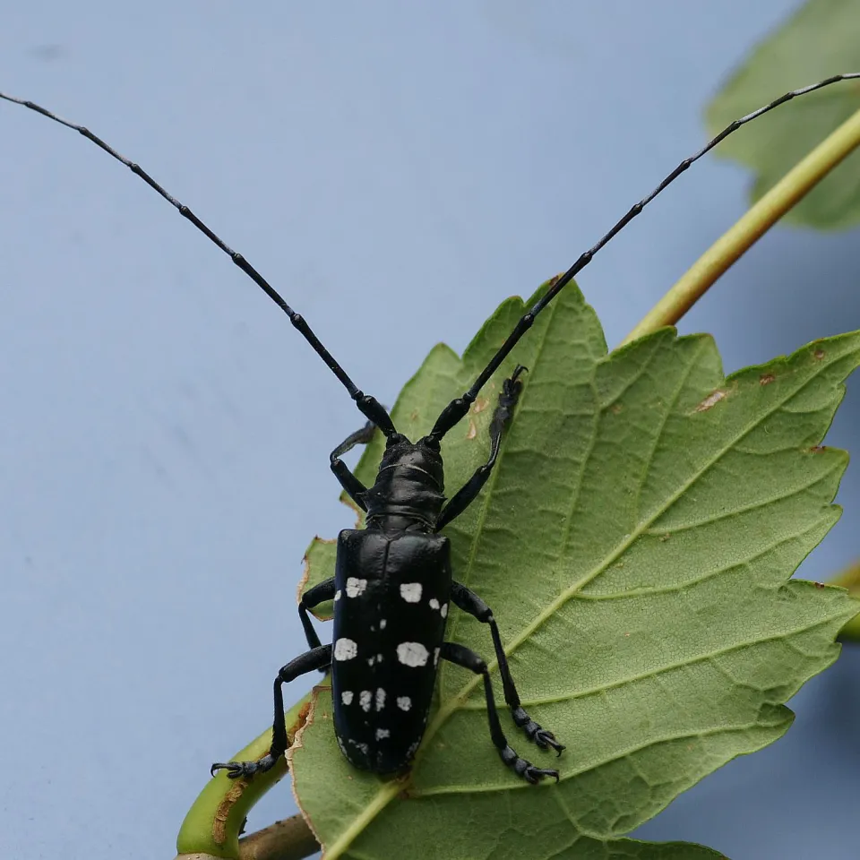 Einwanderer im Gartencenter
