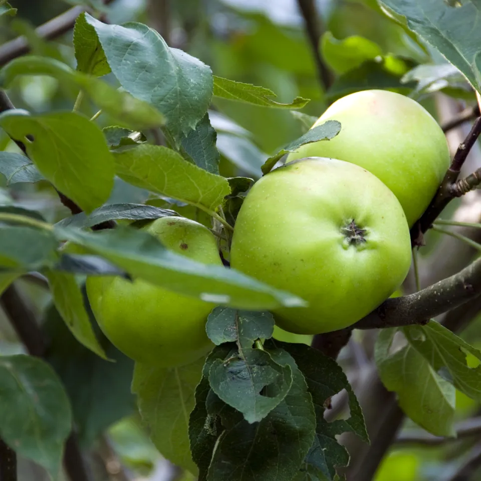 Zielgenaue Blattdüngung von Apfelbäumen