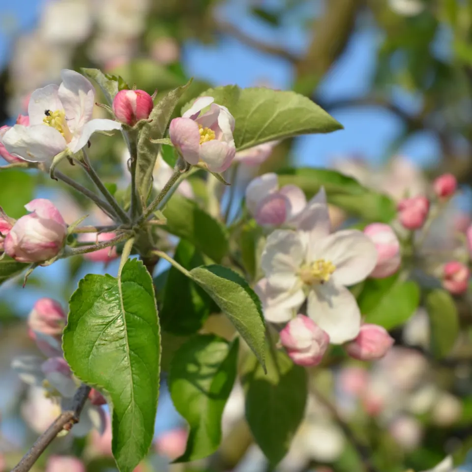 Blattlaus-Alarm am Apfelbaum