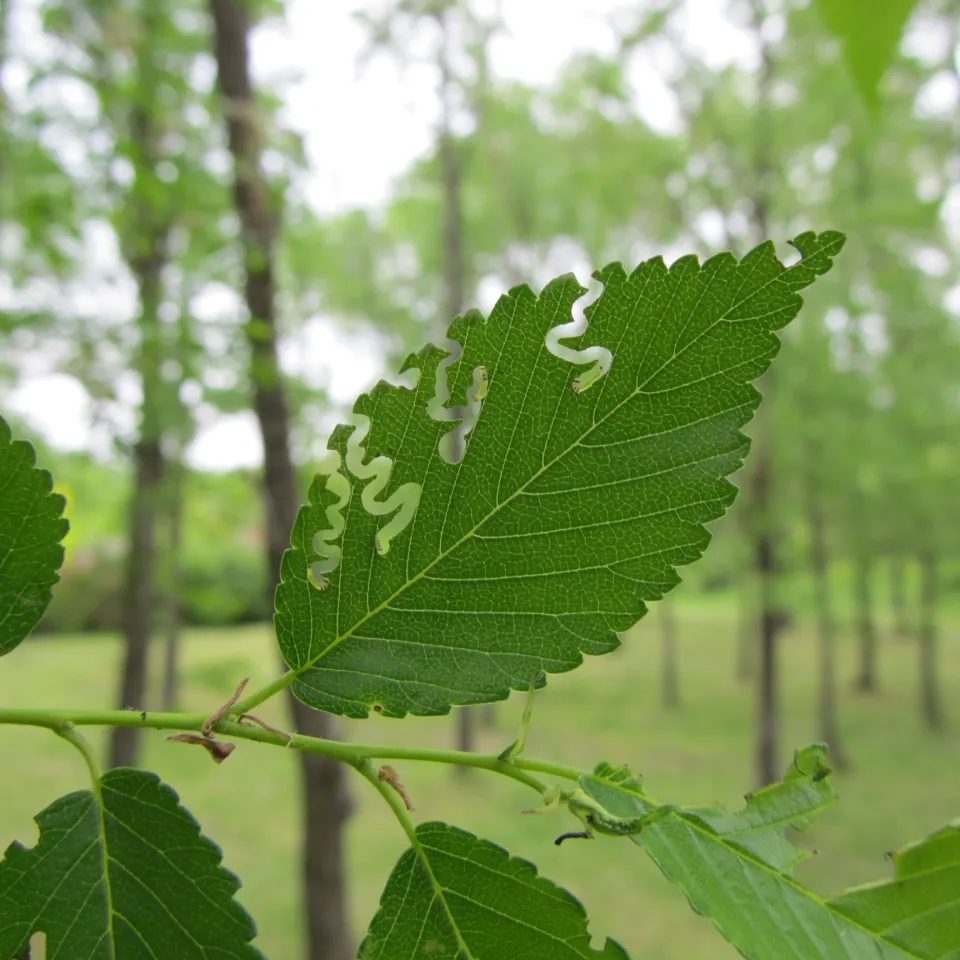 Die Zickzack-Blattwespe heißt, wie sie frisst