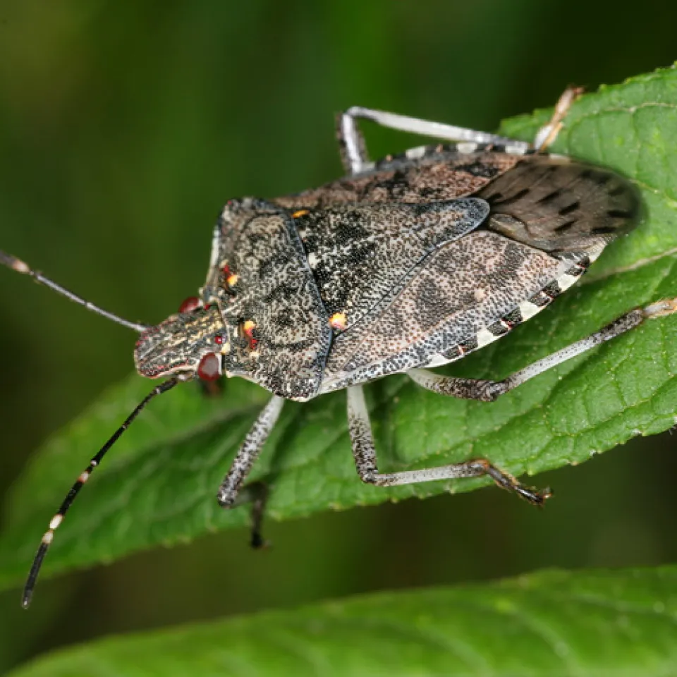Die Wanzen kommen – oft von weit her 