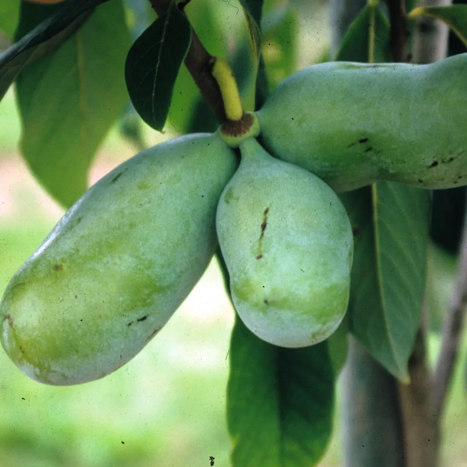 Pawpaw oder Papau - exotische Frucht mit Potenzial