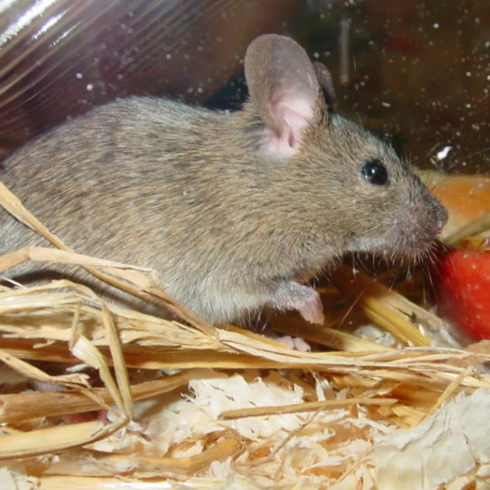 „Wir haben ein Mäuseproblem“