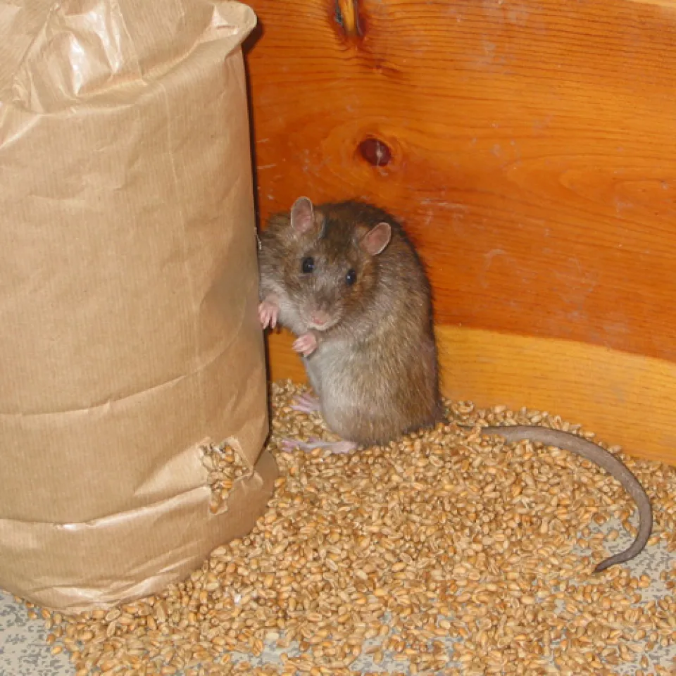 Ratten auf dem Vormarsch. Droht eine Rattenplage? 