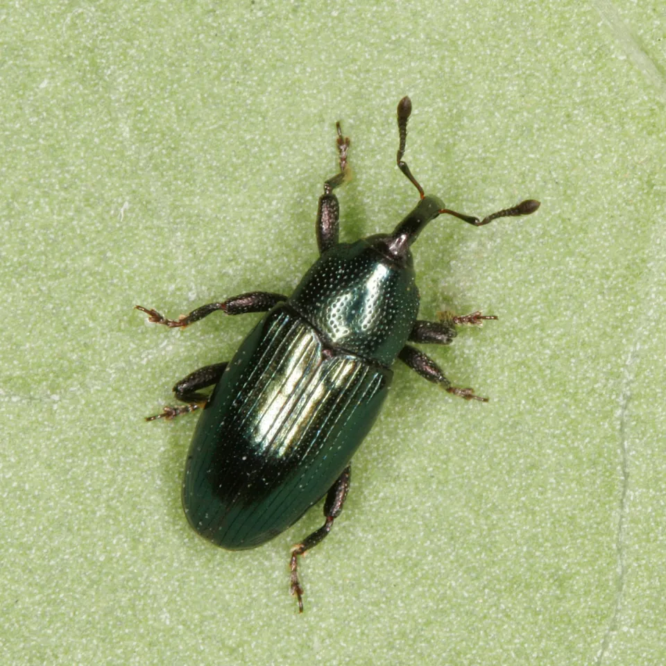 Der Blaue Mauszahnrüssler – ein neuer Schädling auf Deutschlands Äckern?