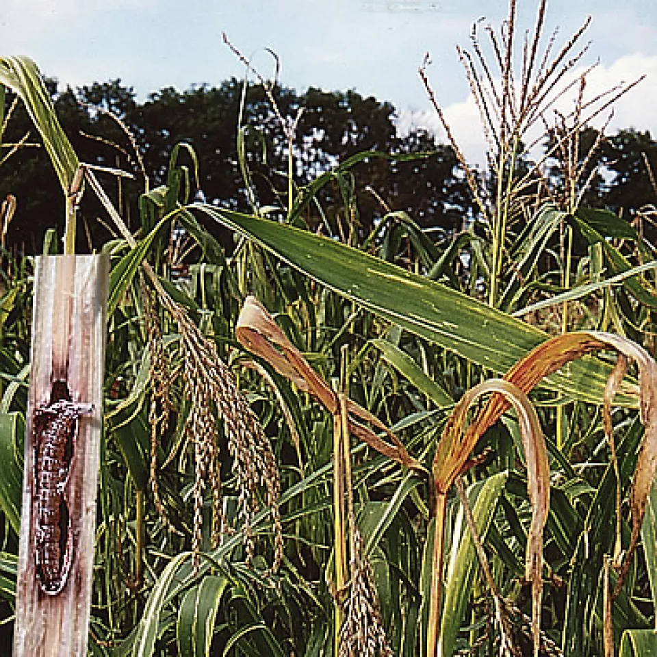 Maiszünsler auf dem Weg nach Norden
