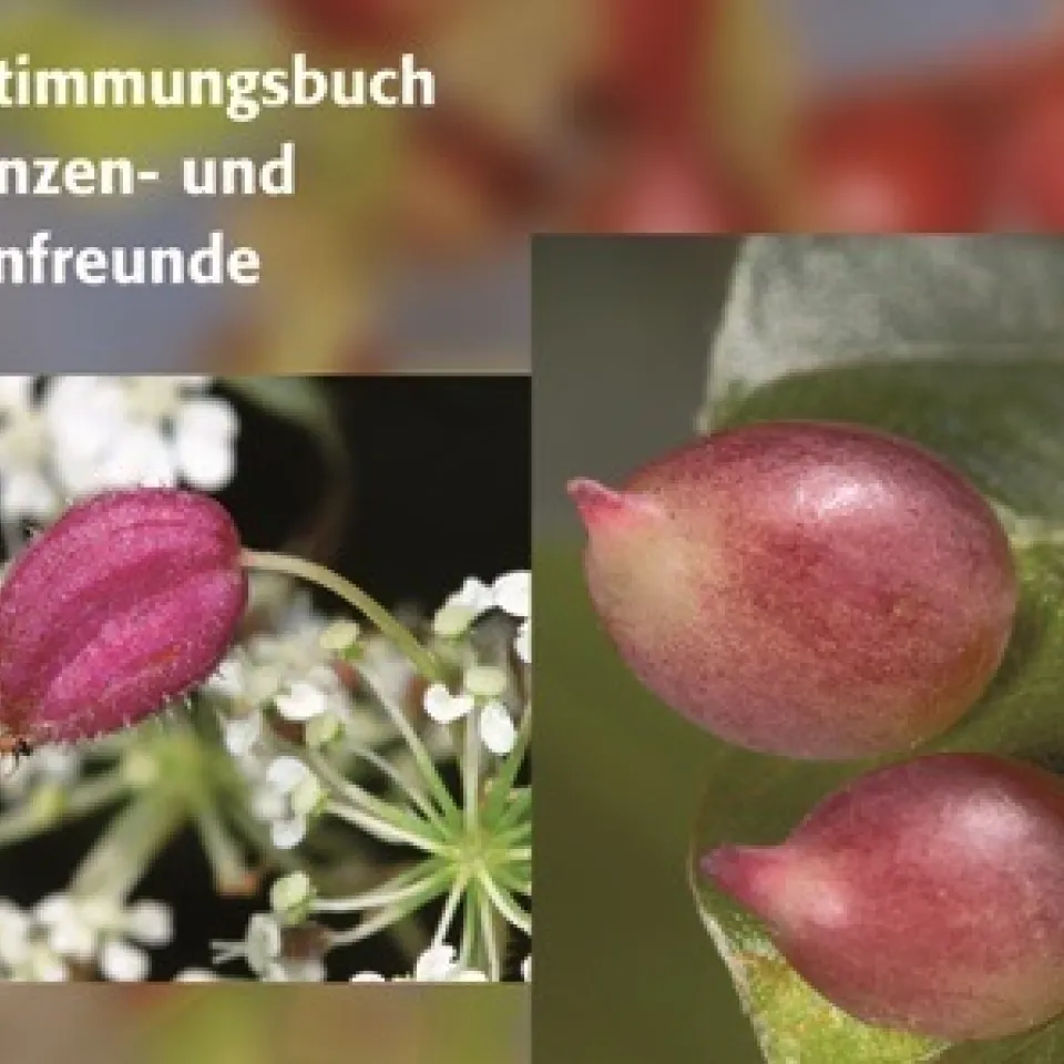 Geheimnisvolle Pflanzengallen