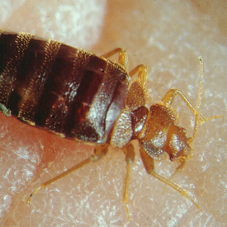 Rückkehr der Bettwanzen 