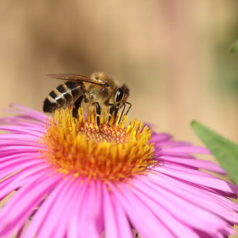 Nur gesunde Bienen sind bienenfleißige Bestäuber