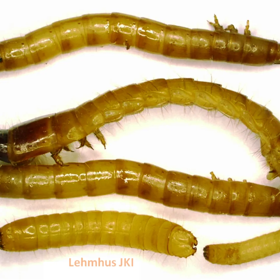 Drahtwürmer in Kartoffeln sind schwer zu bekämpfen