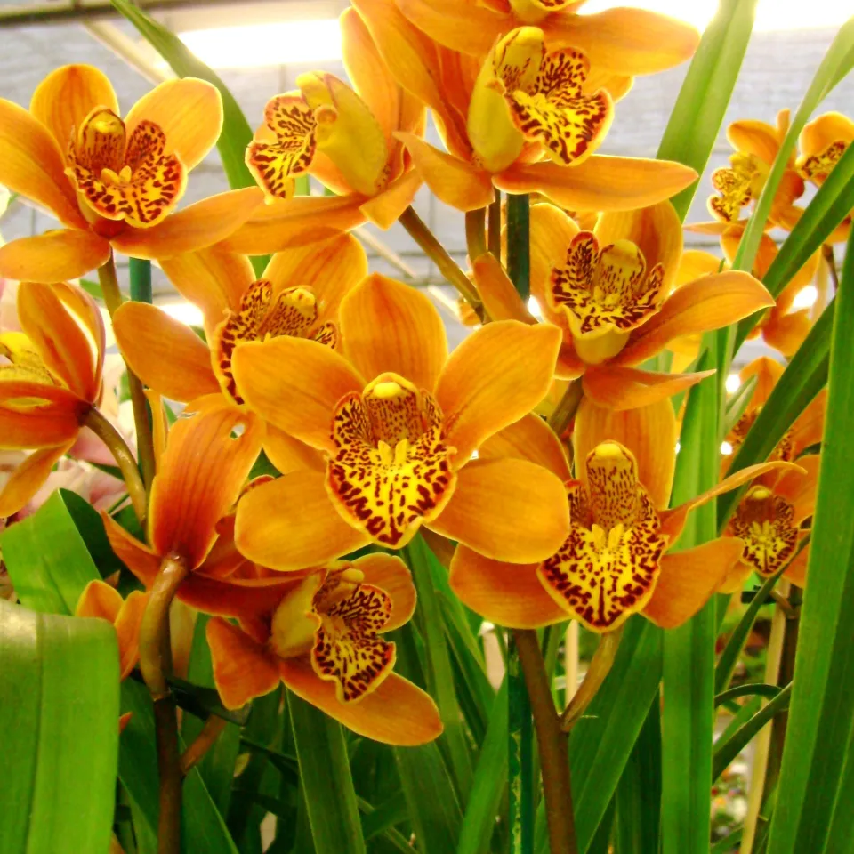 Orchideen im Zimmer gesund erhalten