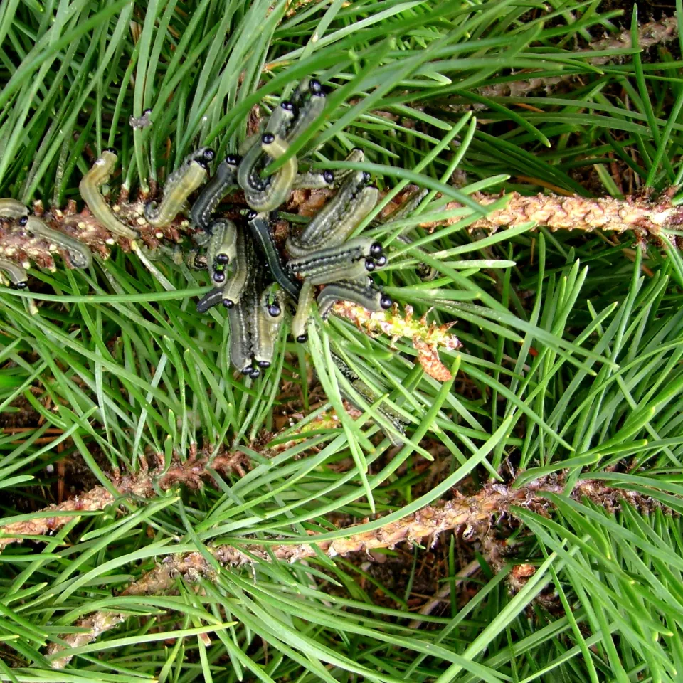 Wenn die Larven der Buschhornblattwespen Kiefernnadeln fressen .....
