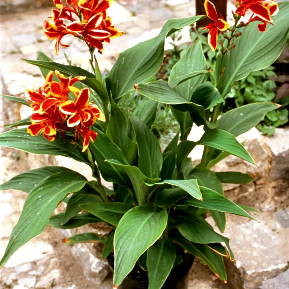 Pflanzenschutz bei Zimmerpflanzen