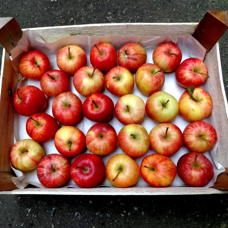 Kernobstschorf auf Äpfeln und Birnen