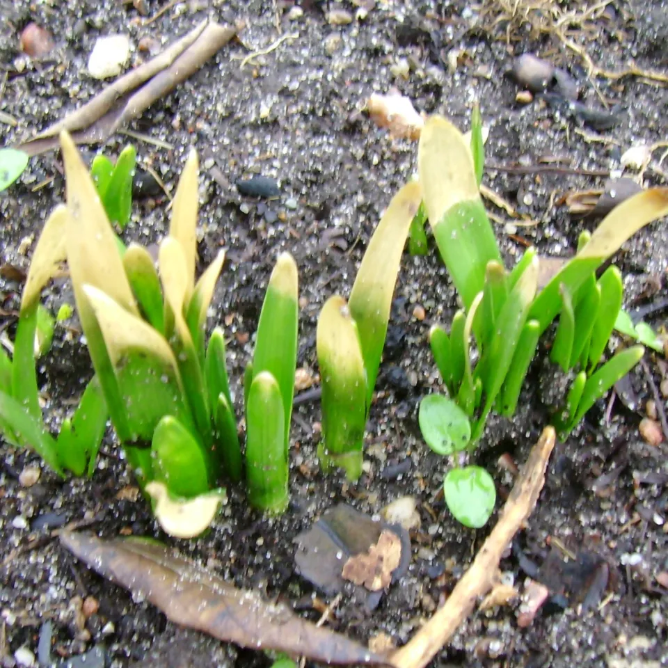 Frostschäden: Austrieb abwarten, erfrorene Teile entfernen, Pflanzen „verwöhnen“ 