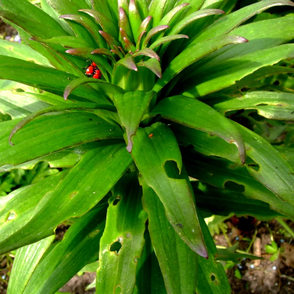 Lilienhähnchen lieben Lilien