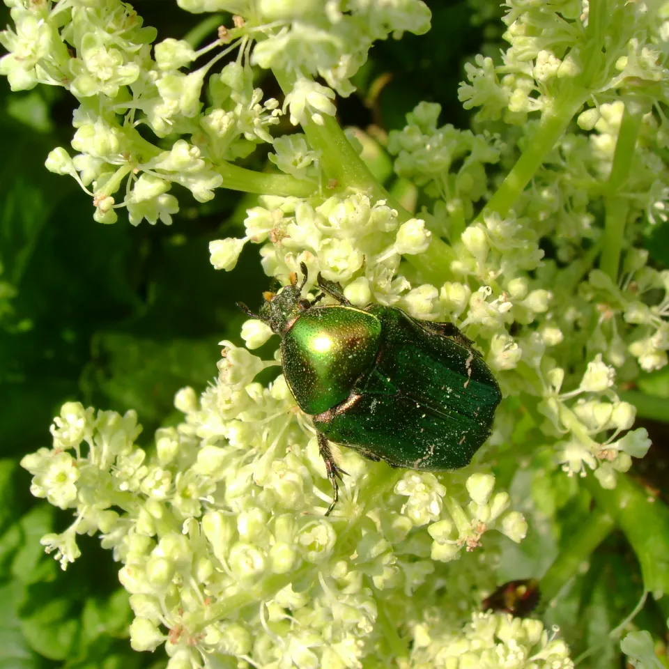 Fliegende Edelsteine im Garten sind meist Gemeine Rosenkäfer 