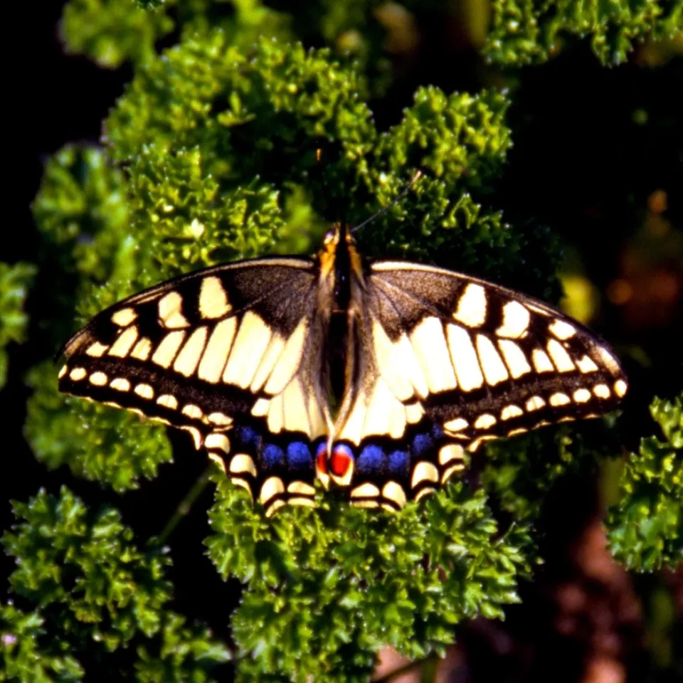 Der Schwalbenschwanz – geschützter Schmetterling mit Schadpotenzial