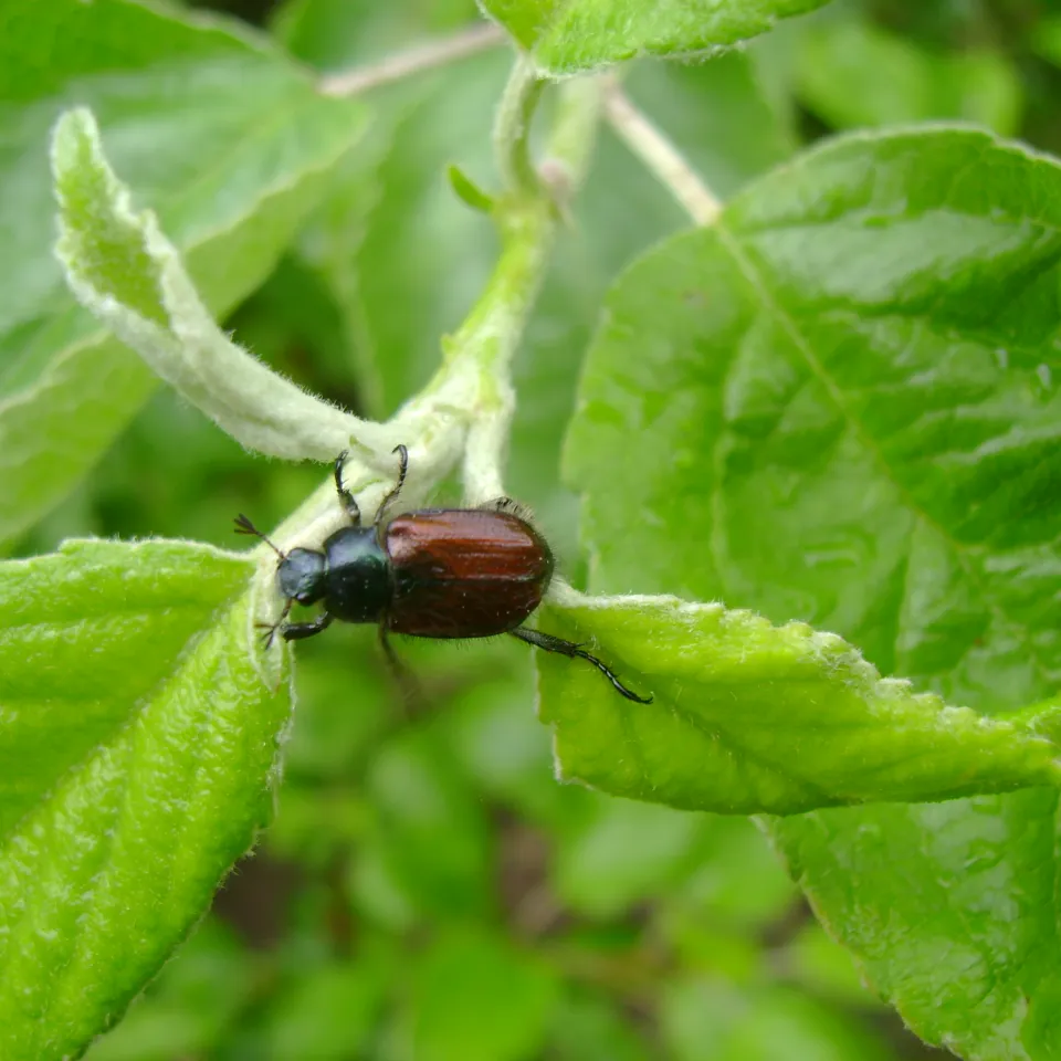 Gartenlaubkäfer: Invasion an sonnigen Vormittagen