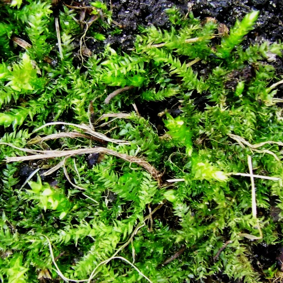 Moos im Rasen – ein ewiges Ärgernis