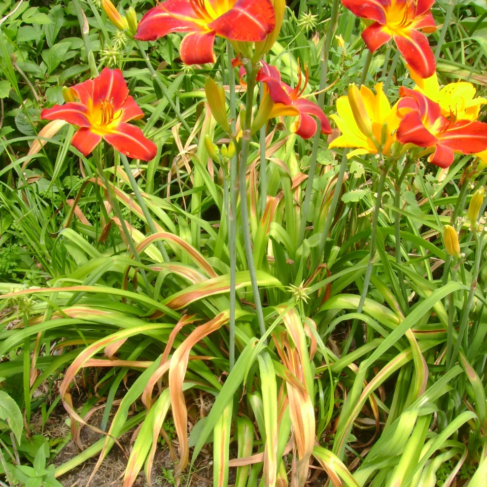 Sprechstunde beim Pflanzenarzt