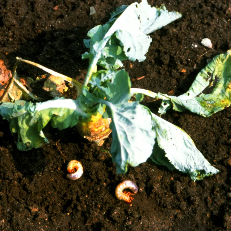 Achtung Blatthornkäfer: 2015 ist wieder ein Maikäfer-Jahr