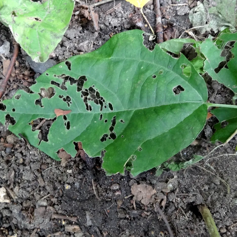 Asseln in Haus und Garten: schädlich oder nicht?