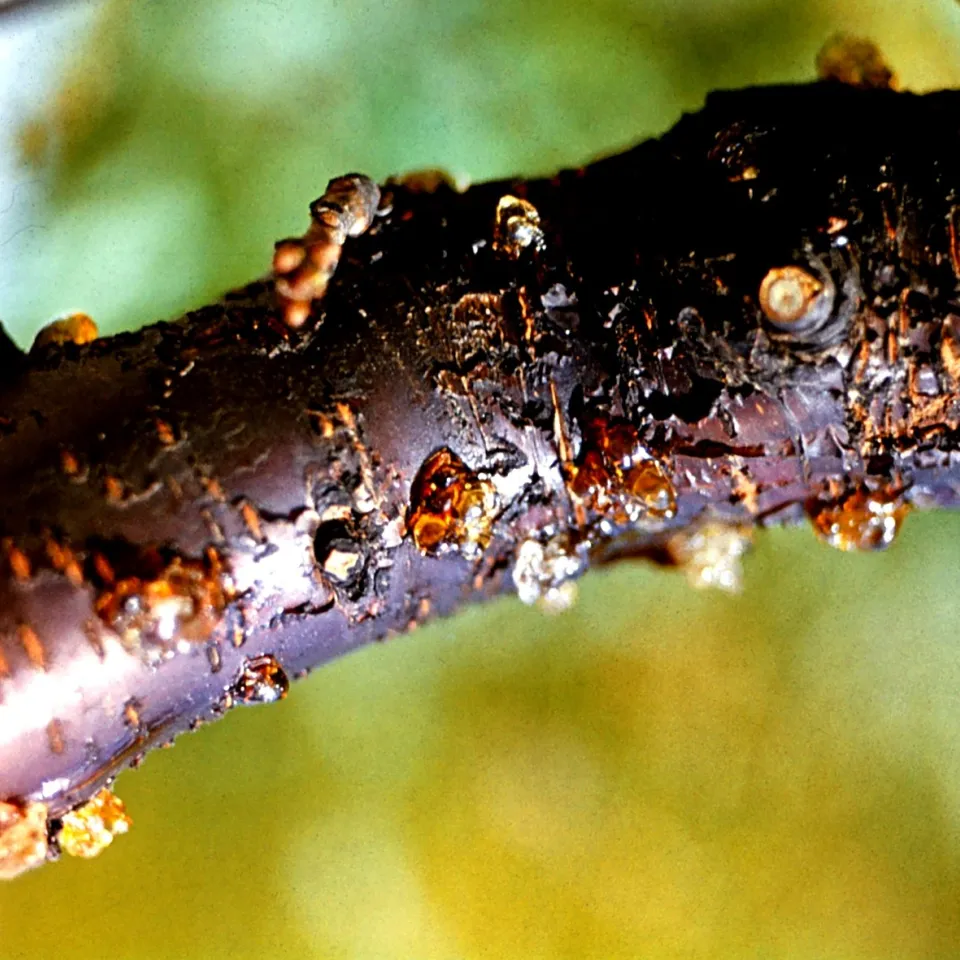 Gummifluss bei Prunus-Arten – zum Weinen