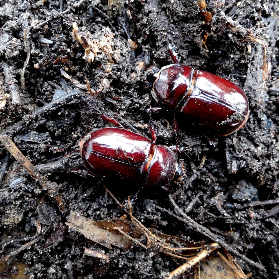 Imposant und gar nicht schädlich: Nashornkäfer bereichern die Gartenfauna