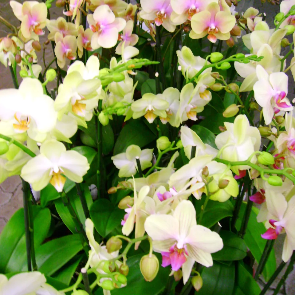 Orchideen – Augenweide im winterlichen Blumenfenster