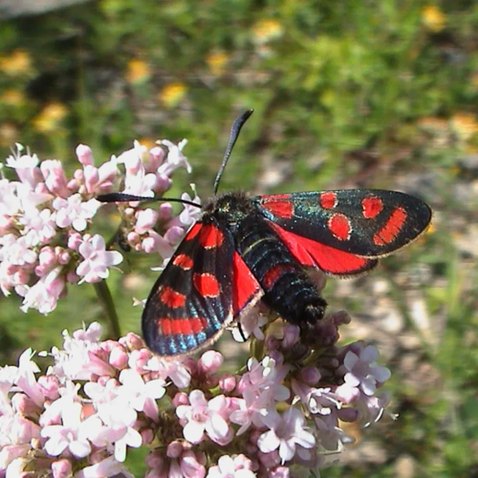Ein Blutströpfchenfalter ist Insekt des Jahres