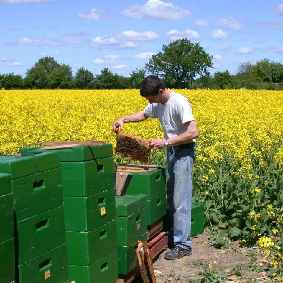 Bienenvölker vor Winterverlusten schützen