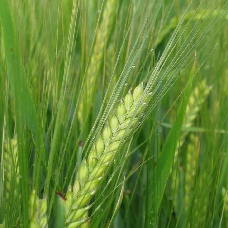 Braugerste: Die Seele des Bieres