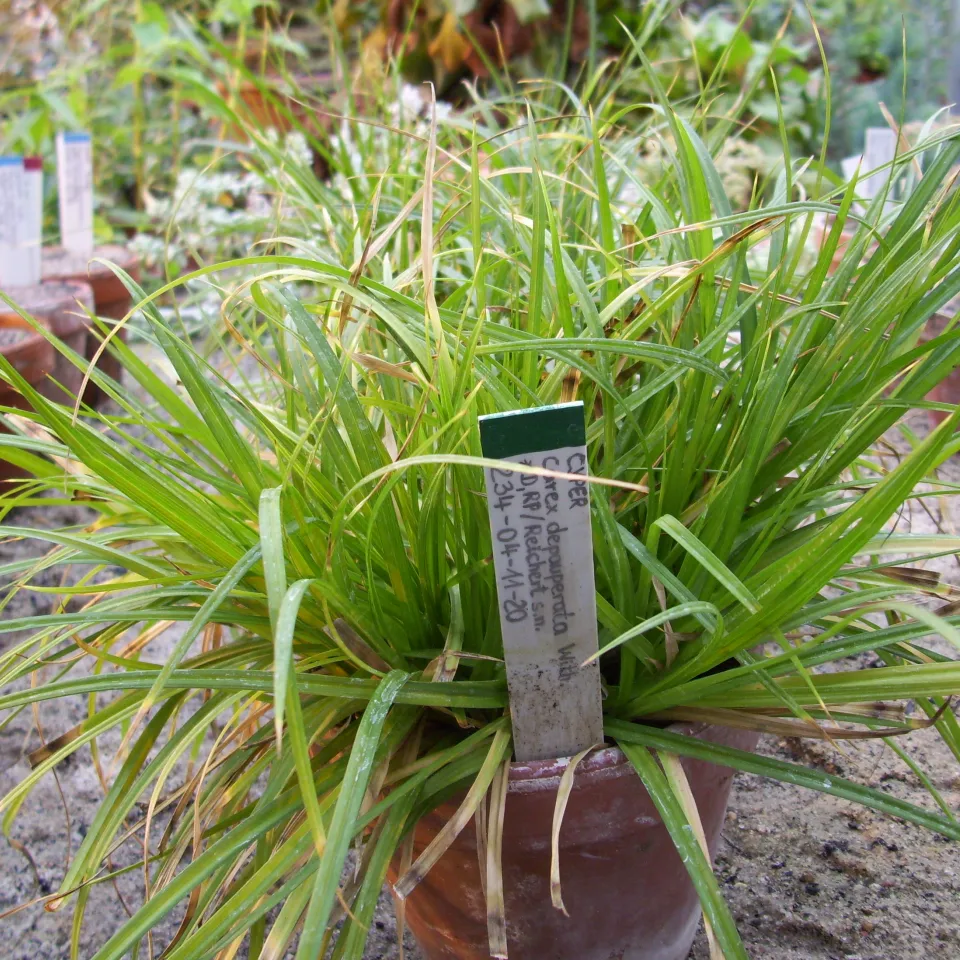 Nicht mehr arm dran: Die "Verarmte Segge"