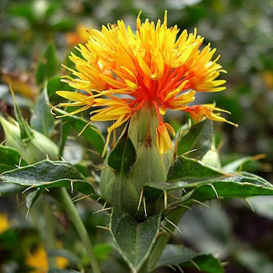 Färberdistel oder Saflor: Ein Nischenprodukt mit Potenzial