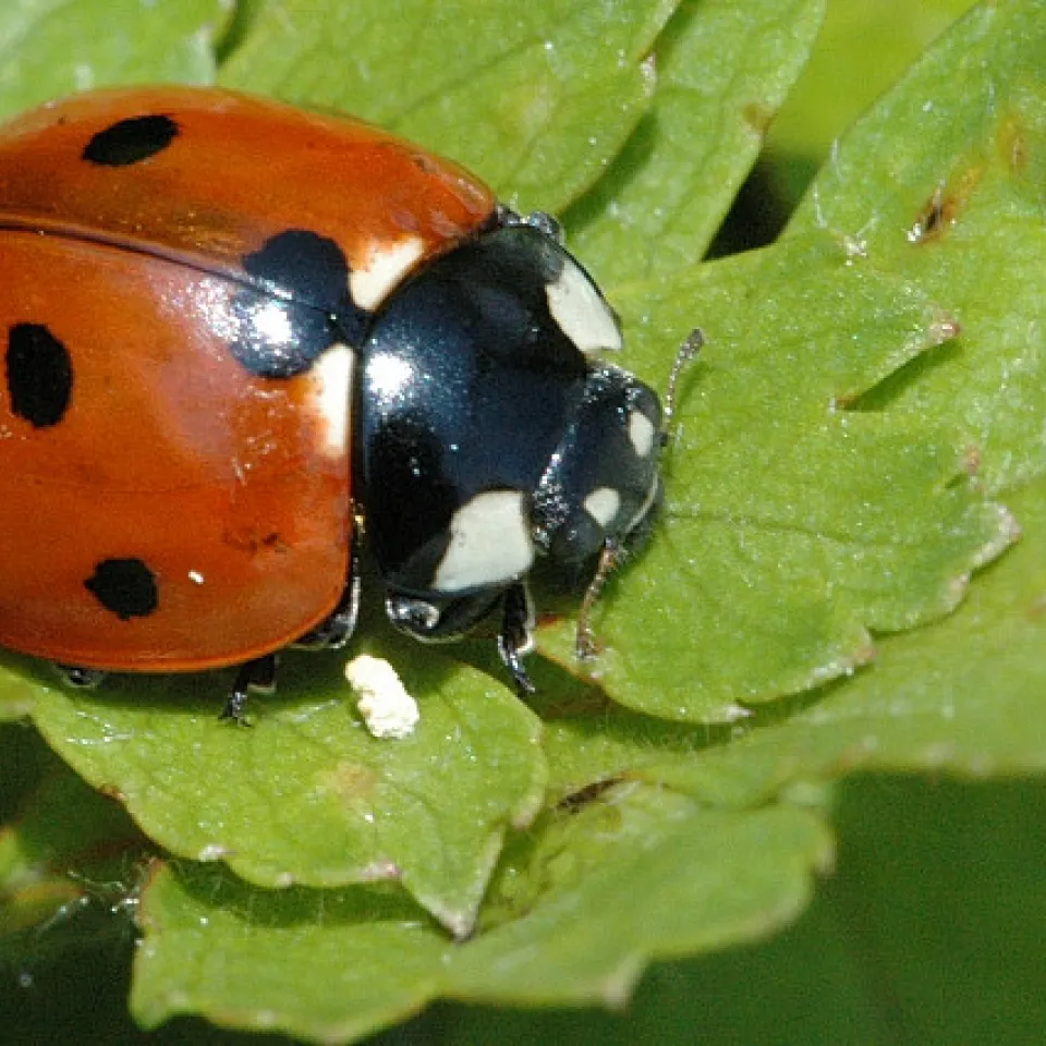 Eingewandert und schädlich - Marienkäfer, Schnecken und Ameisen