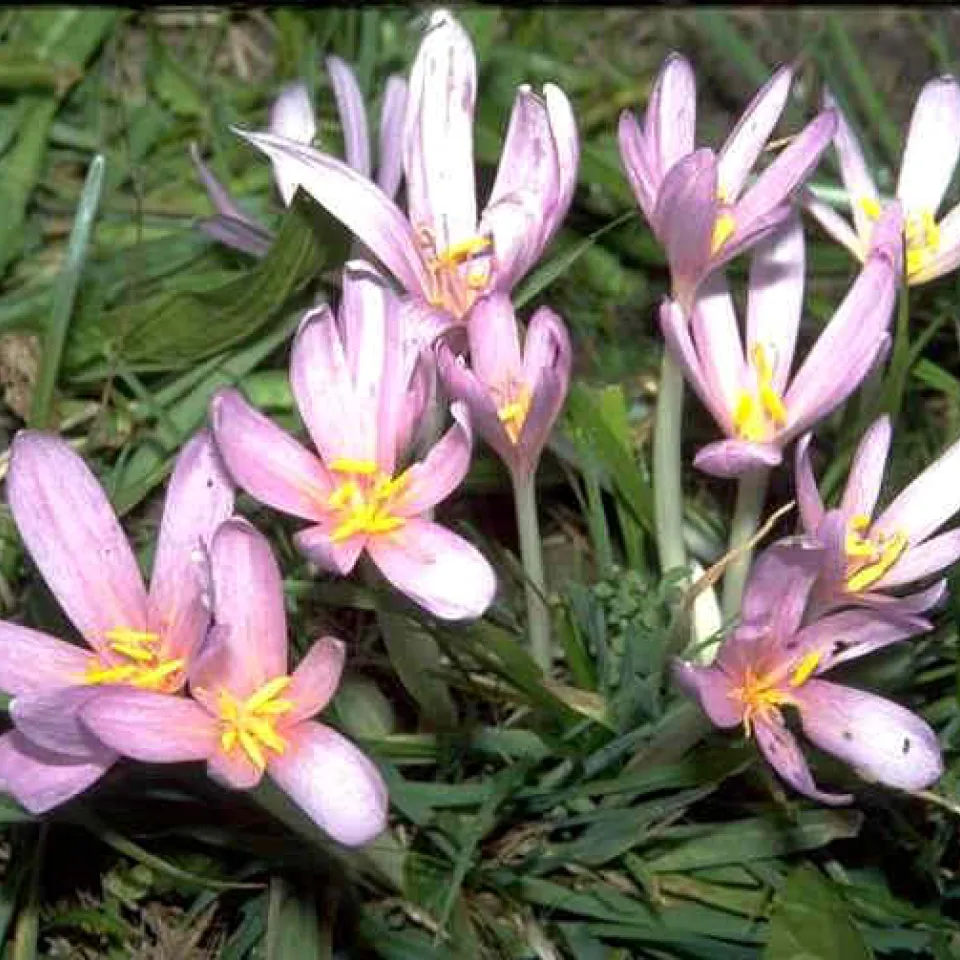 Die Herbstzeitlose – tödliches Gift aus der Natur