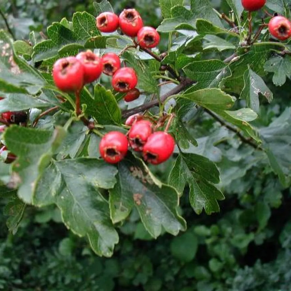 Birnenprachtkäfer: Vorliebe für Weißdorn-Bäume